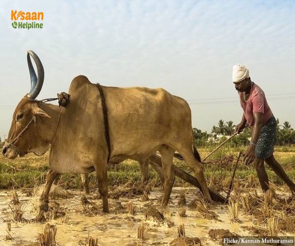 कृषि उत्पादकता के क्षेत्र में क्यों पिछड़ रहा है भारत